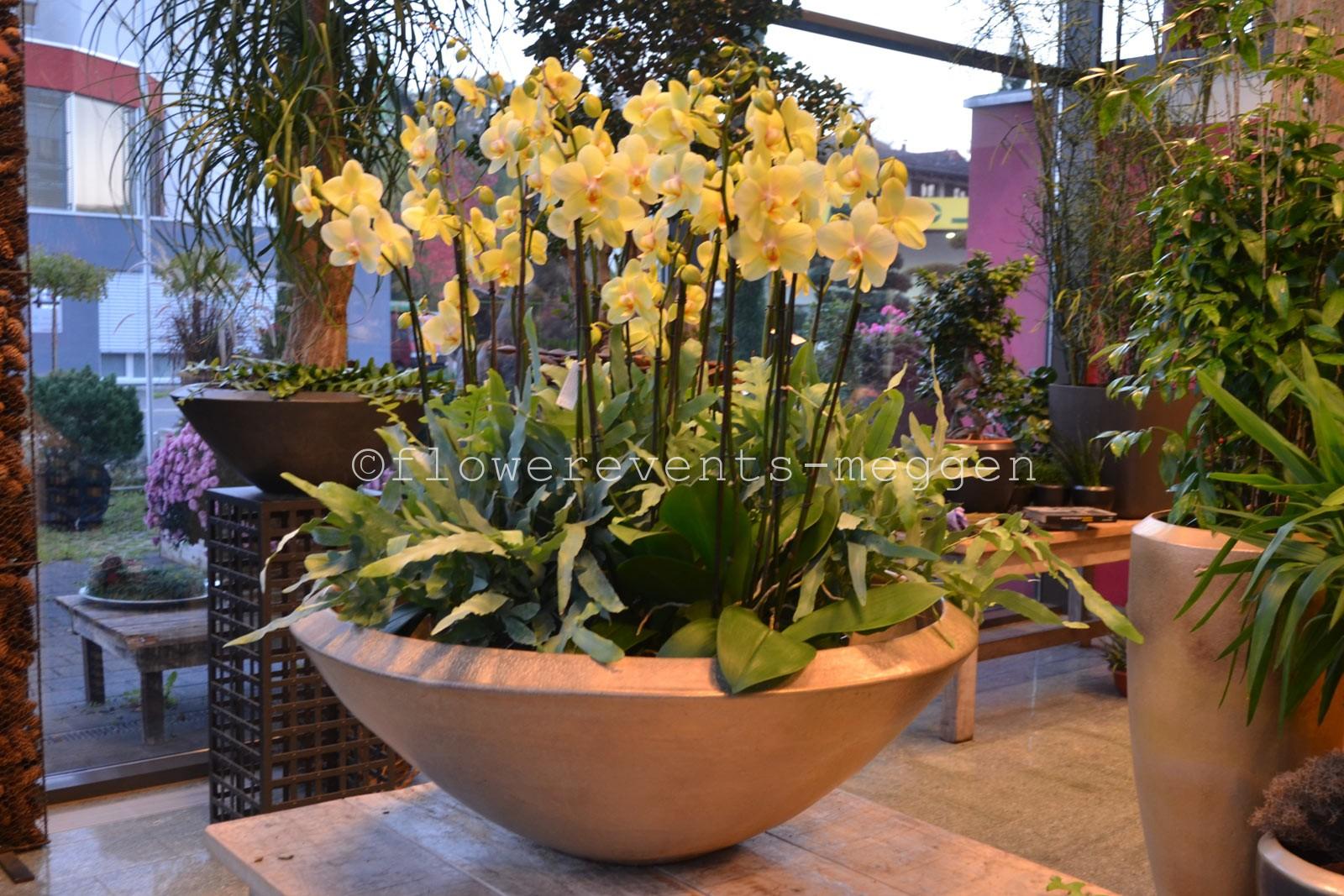 Mobach J9 wit phalaenopsis at Flowerevents
