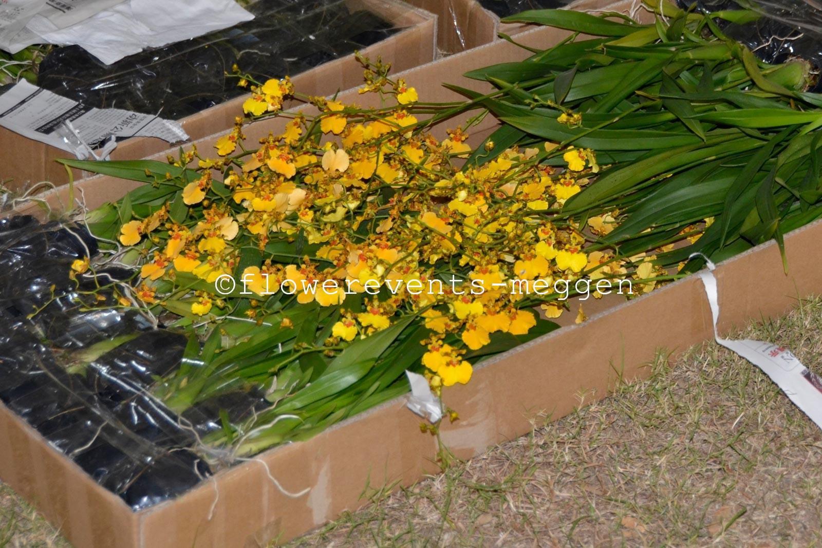 Oncidium plants from Thailand