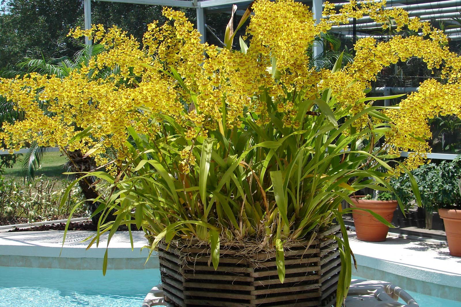 Oncidum plant