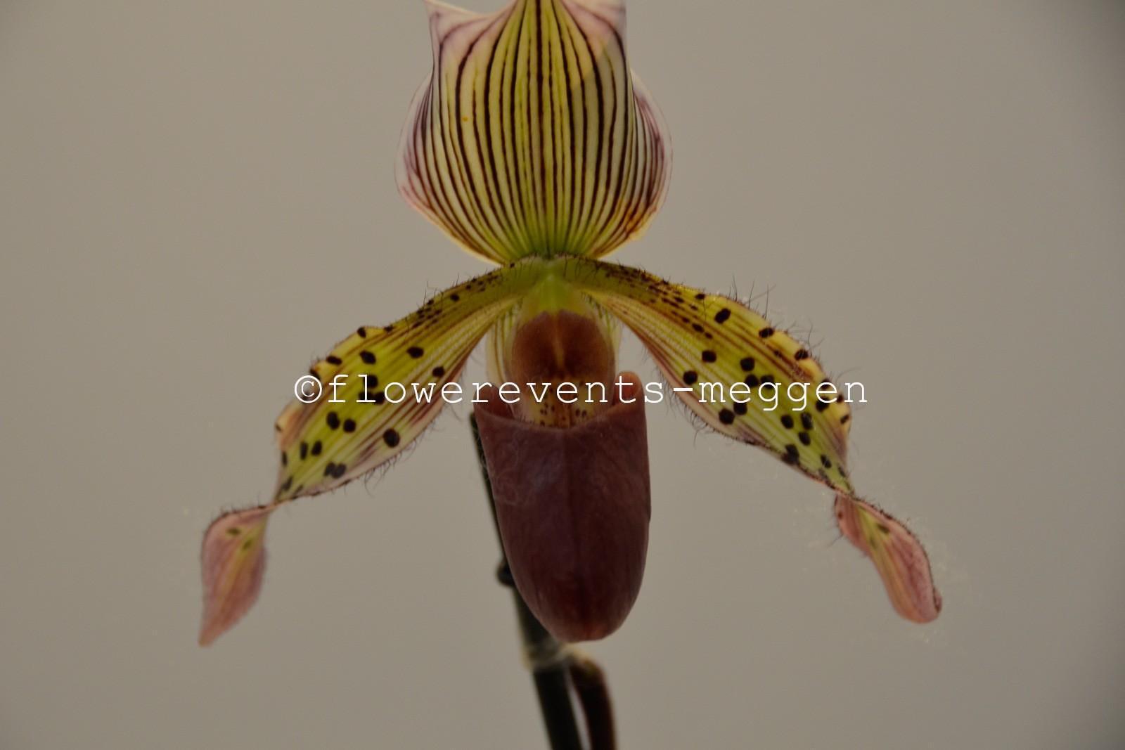 Lady Slipper orchid