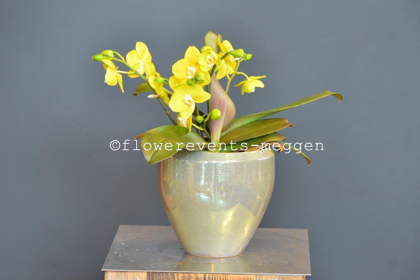 Yellow phalaenopsis in silver green mobach pot
