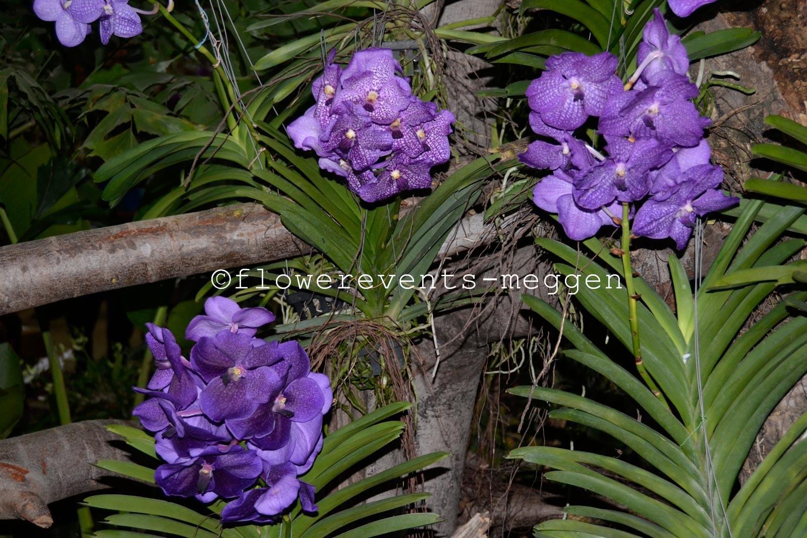 Blaue Wanda Orchideen