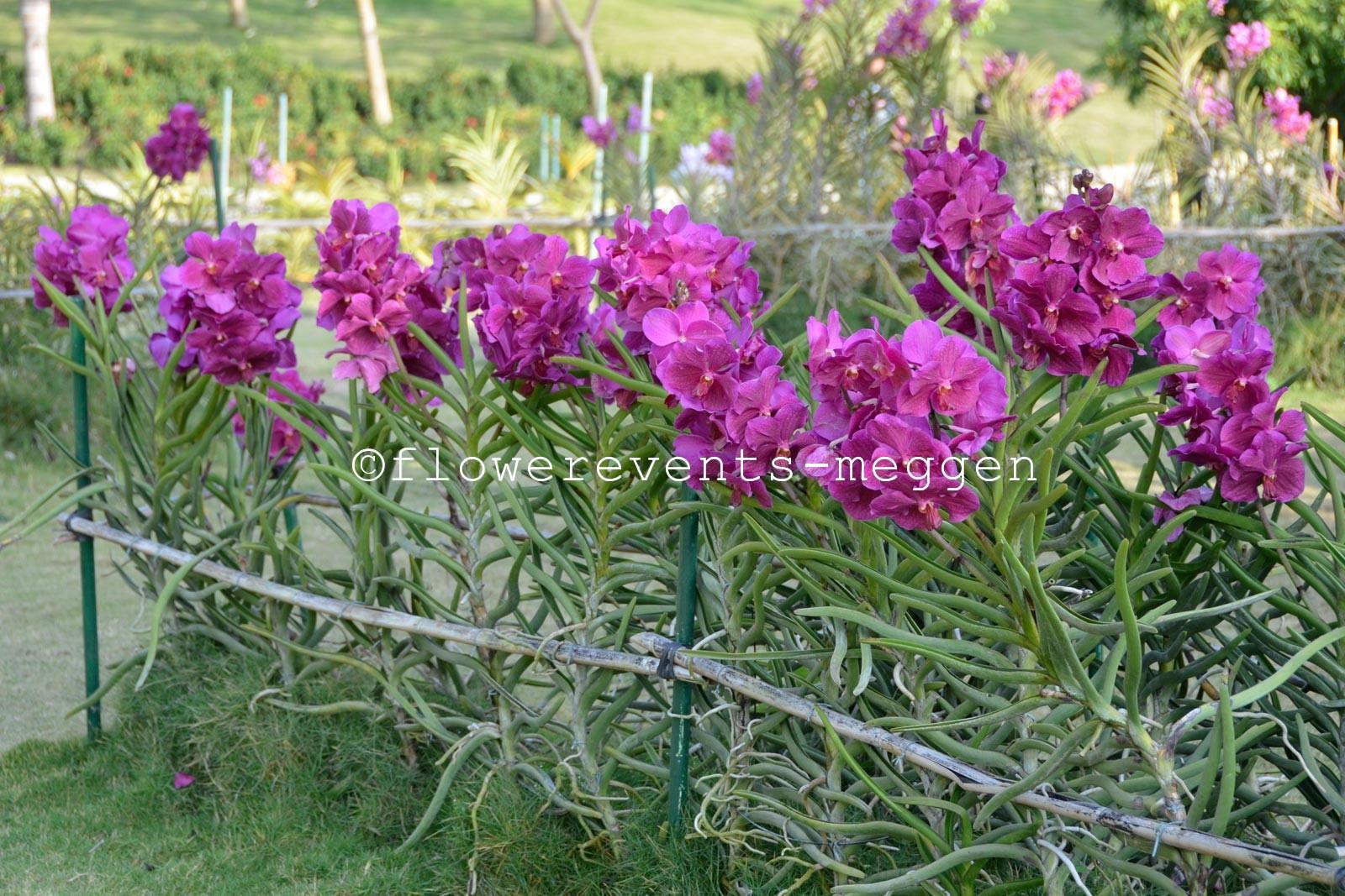 Pink Wandas im Orchideengarten in Hainan, China