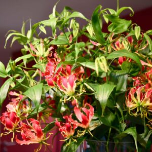Gloriosa - Couronne de gloire