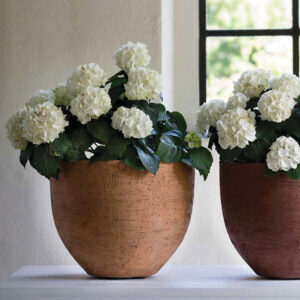 Plantes an lingne