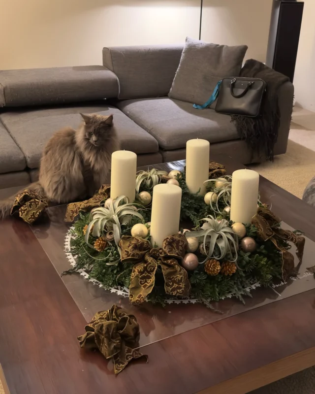 Christmas is not only for humans ….also for animals…