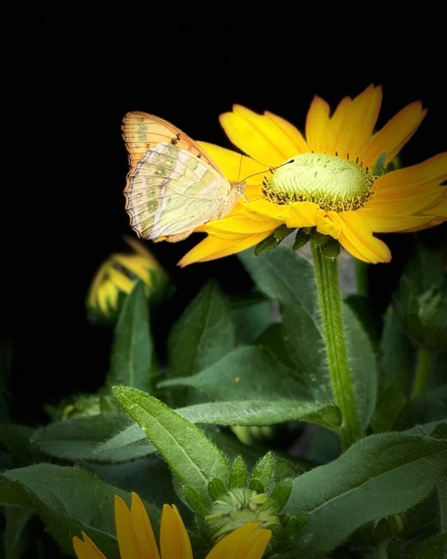 Die fliegen auch wenn es warm ist…